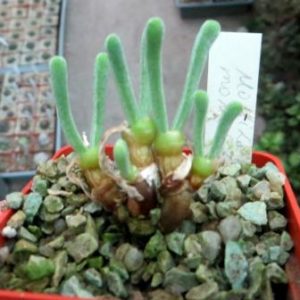 monilaria moniliforme