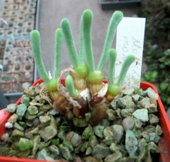 monilaria moniliforme