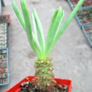 tylecodon cacalioides