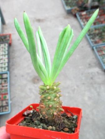 tylecodon cacalioides