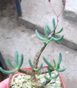 tylecodon bucholzianus