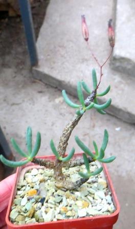 tylecodon bucholzianus