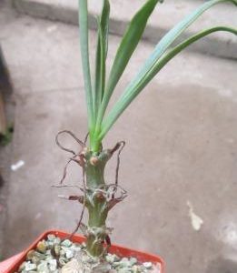 tylecodon ramosum