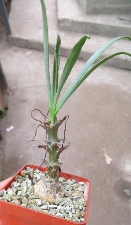 tylecodon ramosum