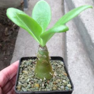 tylecodon paniculatus