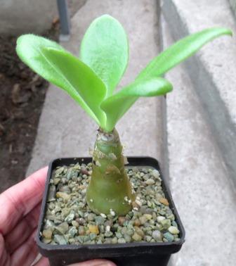 tylecodon paniculatus