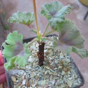 pelargonium mollicomum