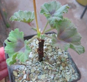 pelargonium mollicomum