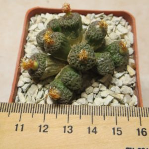 conophytum angelicae ssp tetragonum