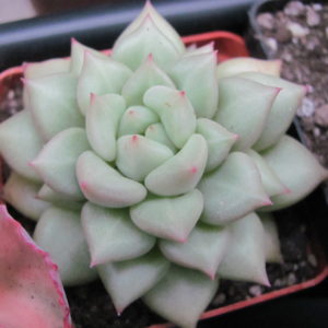 Echeveria Van Keppel