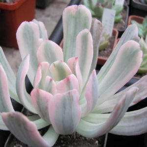 Echeveria    hoveyi   variegata