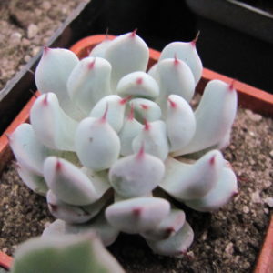 Echeveria cuspidata zaragoza