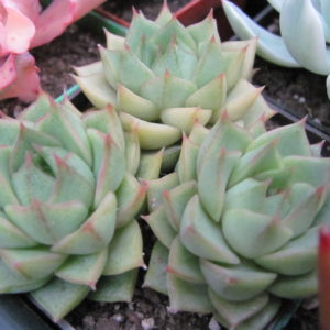 Echeveria Fabiola