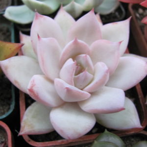 Echeveria Beatrice