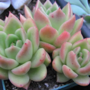 Echeveria  Gilva