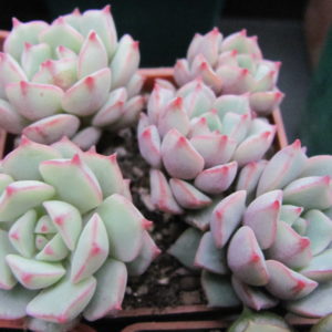 Echeveria      *Panda Face*