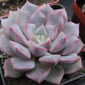 Echeveria   hybr.      #29