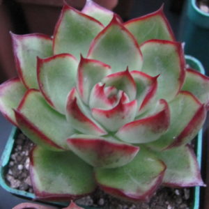 Echeveria