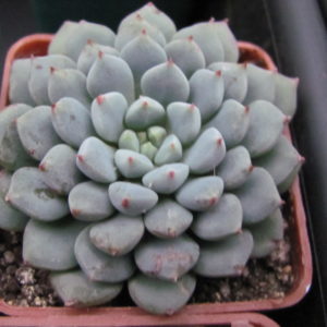 Echeveria    Chrissy n ryan
