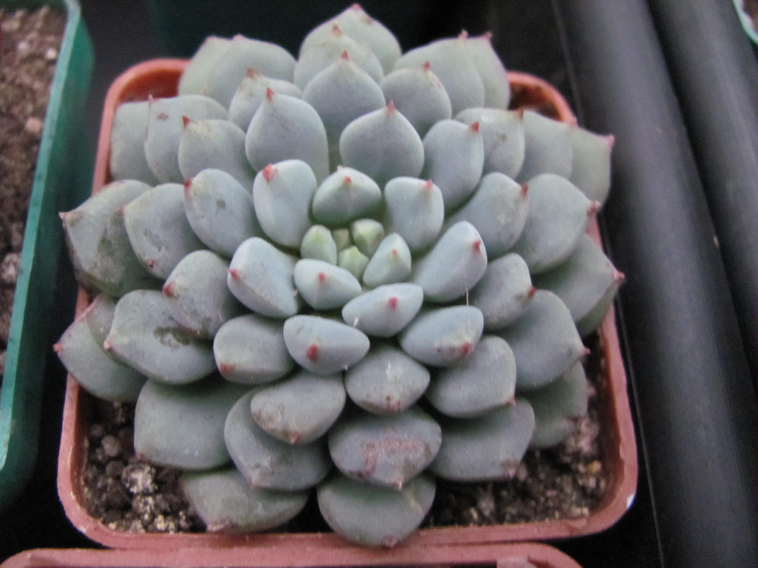Echeveria    Chrissy n ryan
