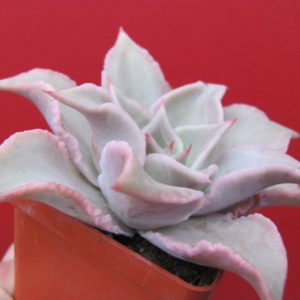 Echeveria  Madiba