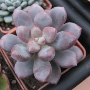 Pachyphytum   oviferum   hybr.      #100