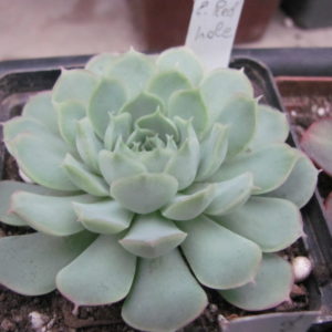 Echeveria   Red hole     ( China )