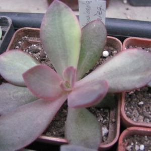 Echeveria hanaikada variegata