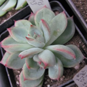 Echeveria   Floreana