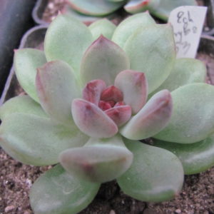 Echeveria    hybr.    53      ( Italy )