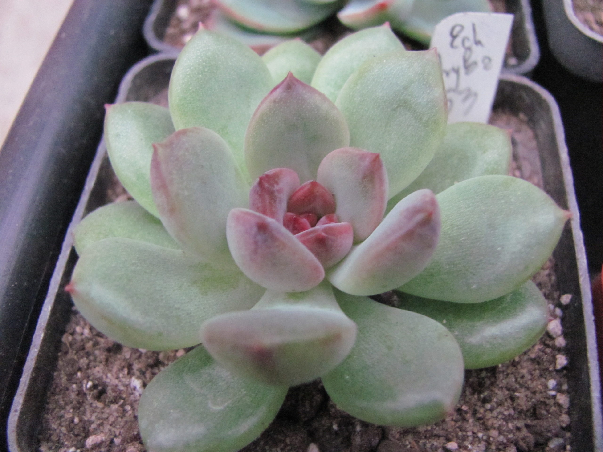 Echeveria    hybr.    53      ( Italy )