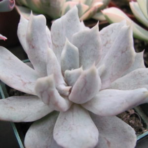 Echeveria   *Vampire Appaloosa*