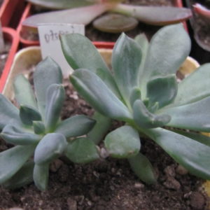 Echeveria   oteroi