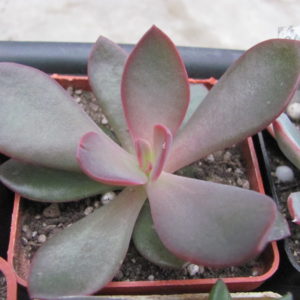 Echeveria hanaikada
