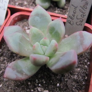 Echeveria   Blood Swallow