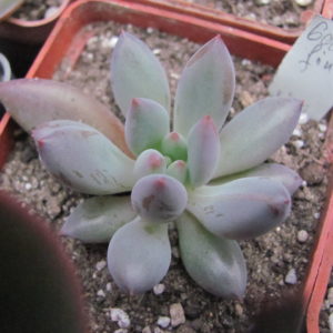 Echeveria   Goldfish