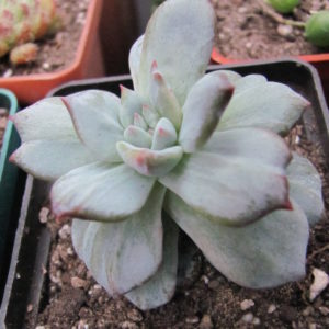 Echeveria   Blue Bird  variegata