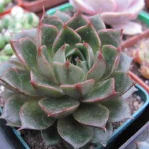 Echeveria    Yamatomini