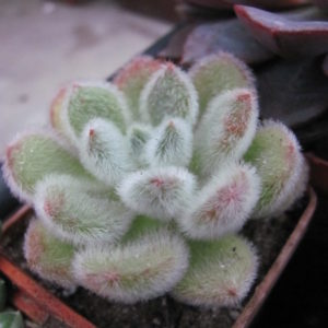 Echeveria   Doris Taylor
