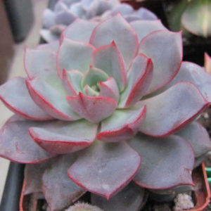 Echeveria  purpusorum   Blue    ( hybrid  Lipskiy )