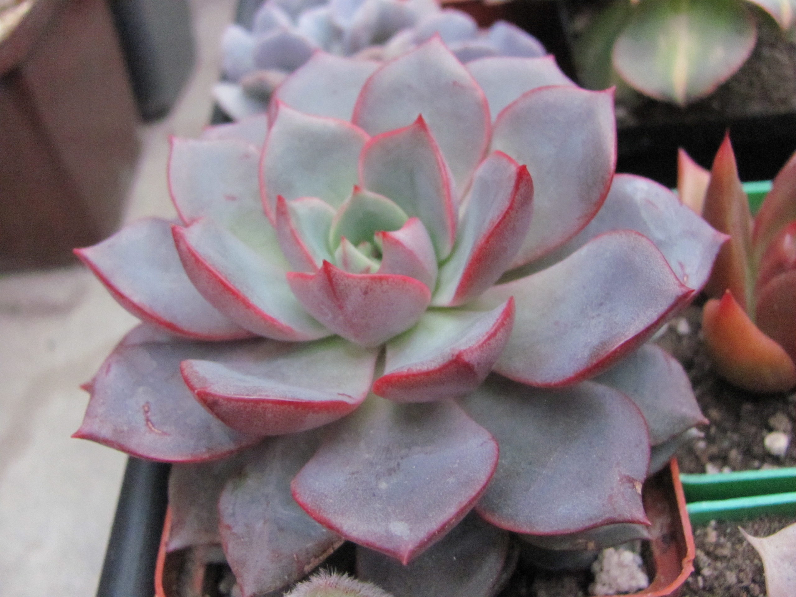 Echeveria  purpusorum   Blue    ( hybrid  Lipskiy )