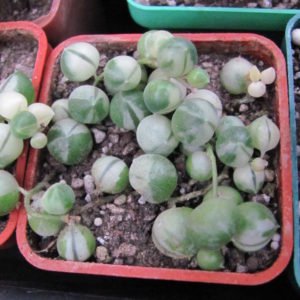Senecio rowleyanus variegata