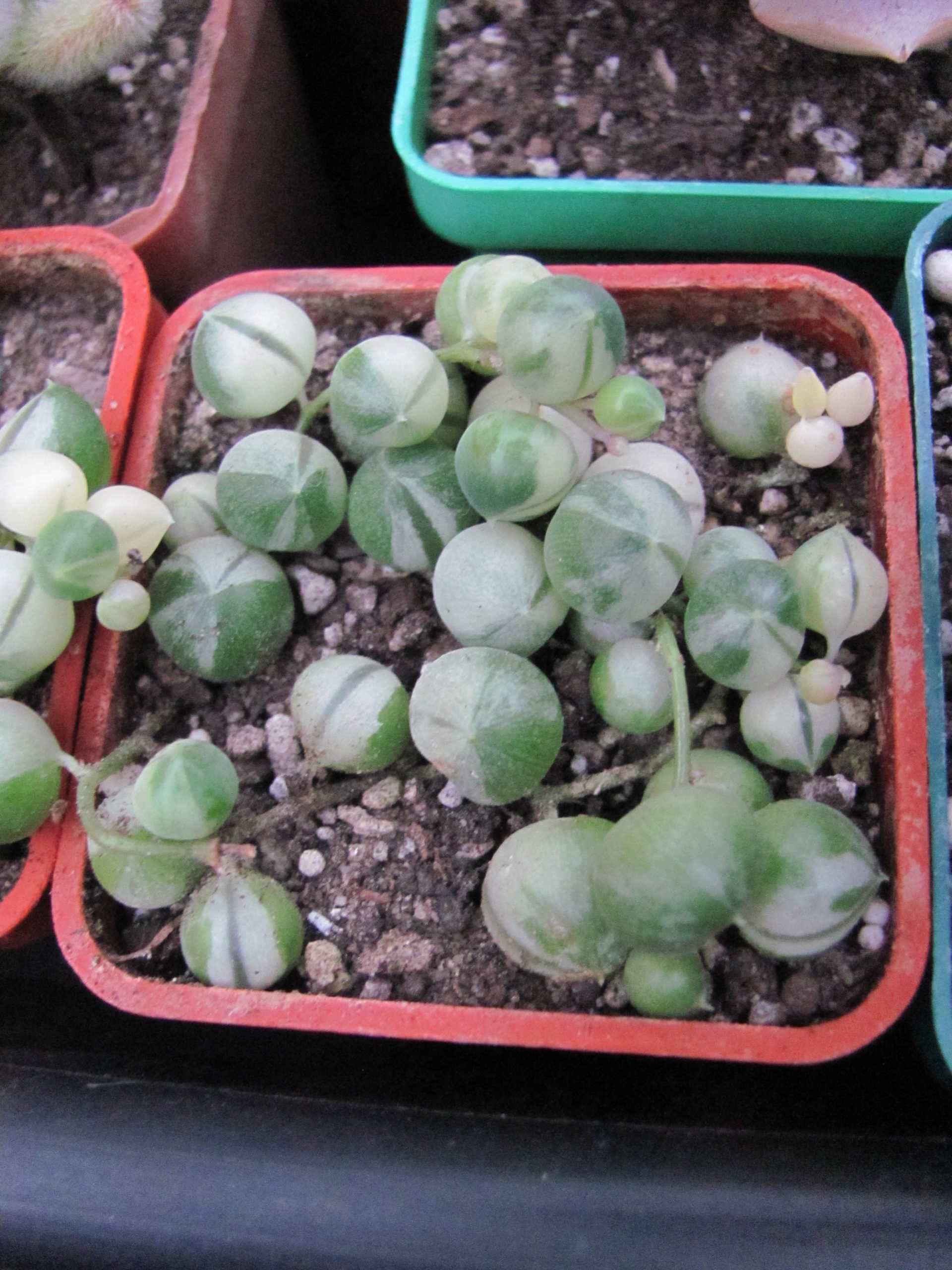 Senecio rowleyanus variegata