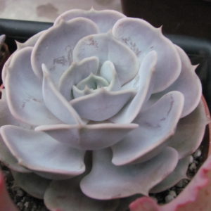 Echeveria    hybr.