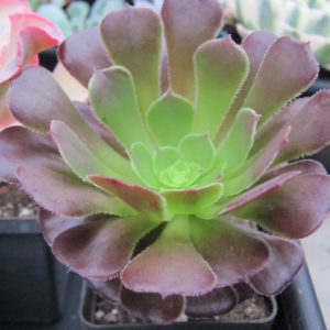 Aeonium  Velour