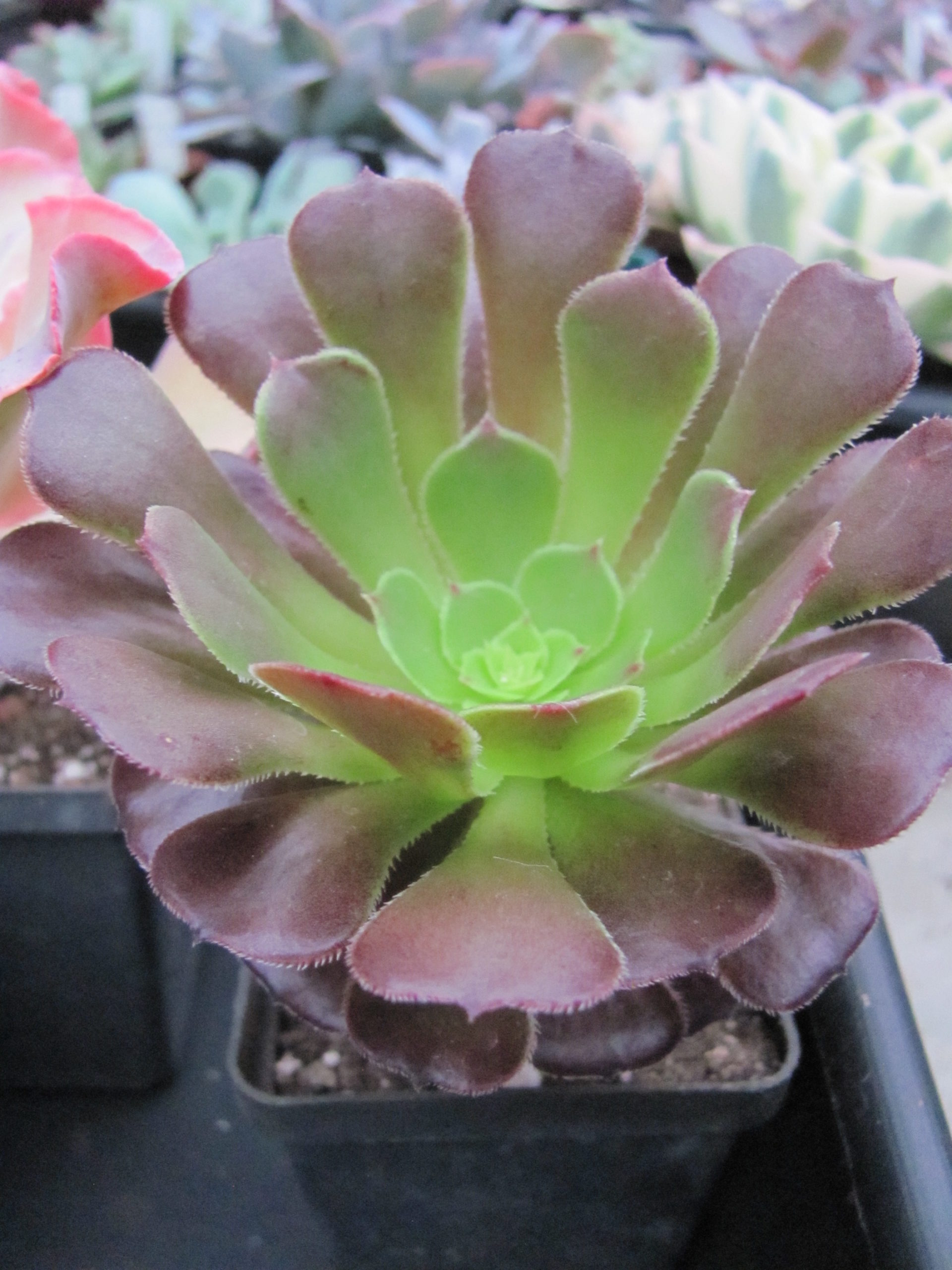 Aeonium  Velour