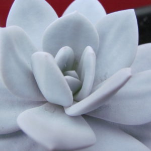 Echeveria    laui
