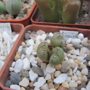 Conophytum bicarinatum