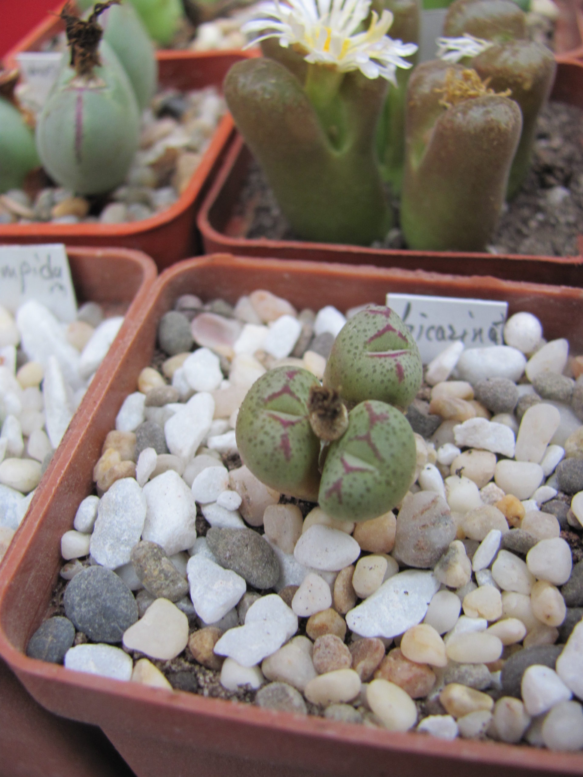 Conophytum bicarinatum