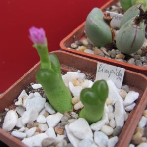 Conophytum  limpidum